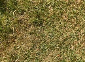 turf